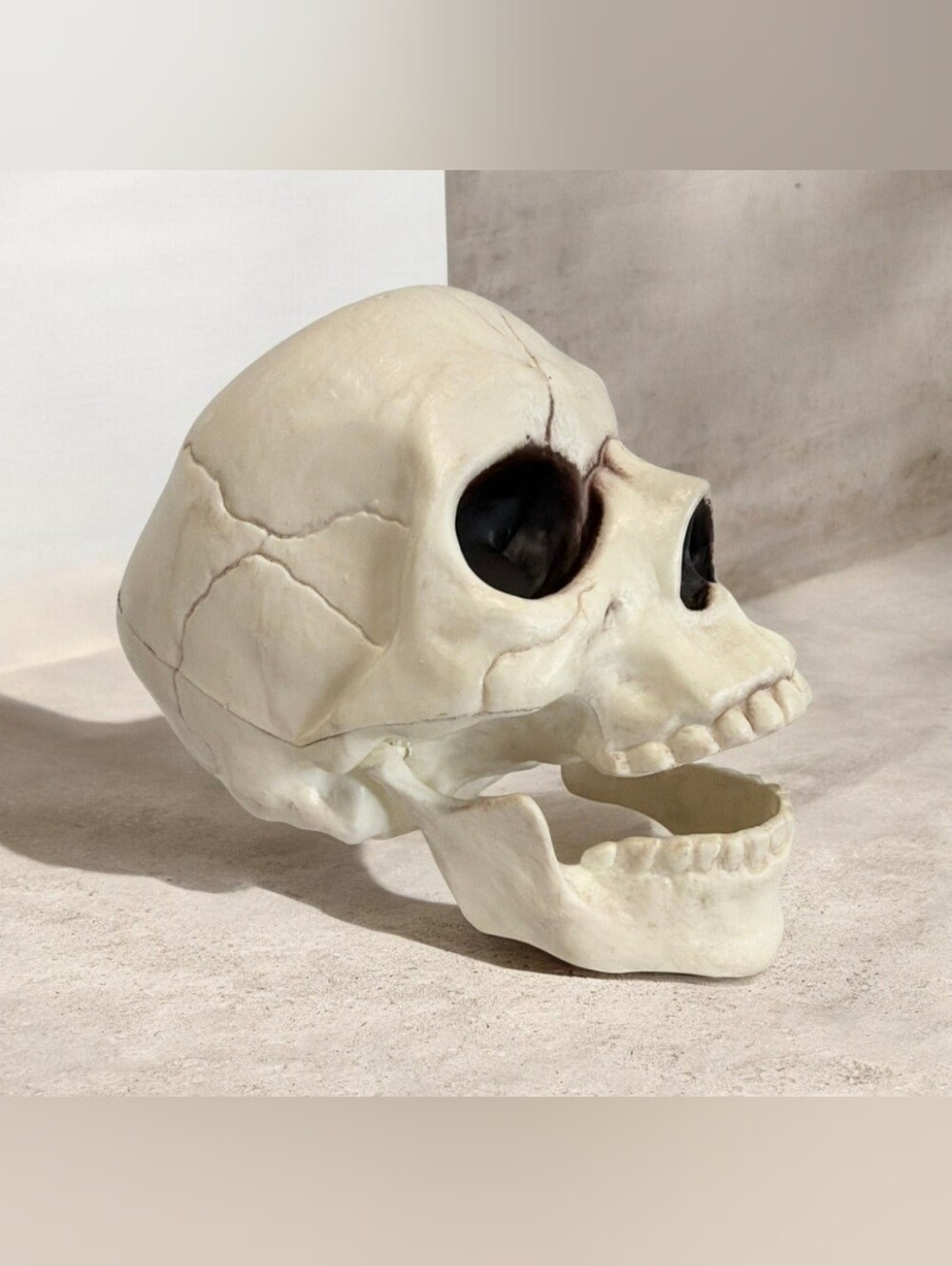 Decorative Skull Accent in Bone White